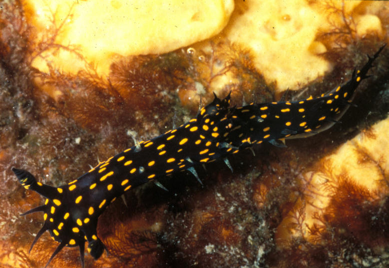 Polycera alabe